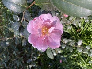 Camellia japonica Berenice Boddy                             